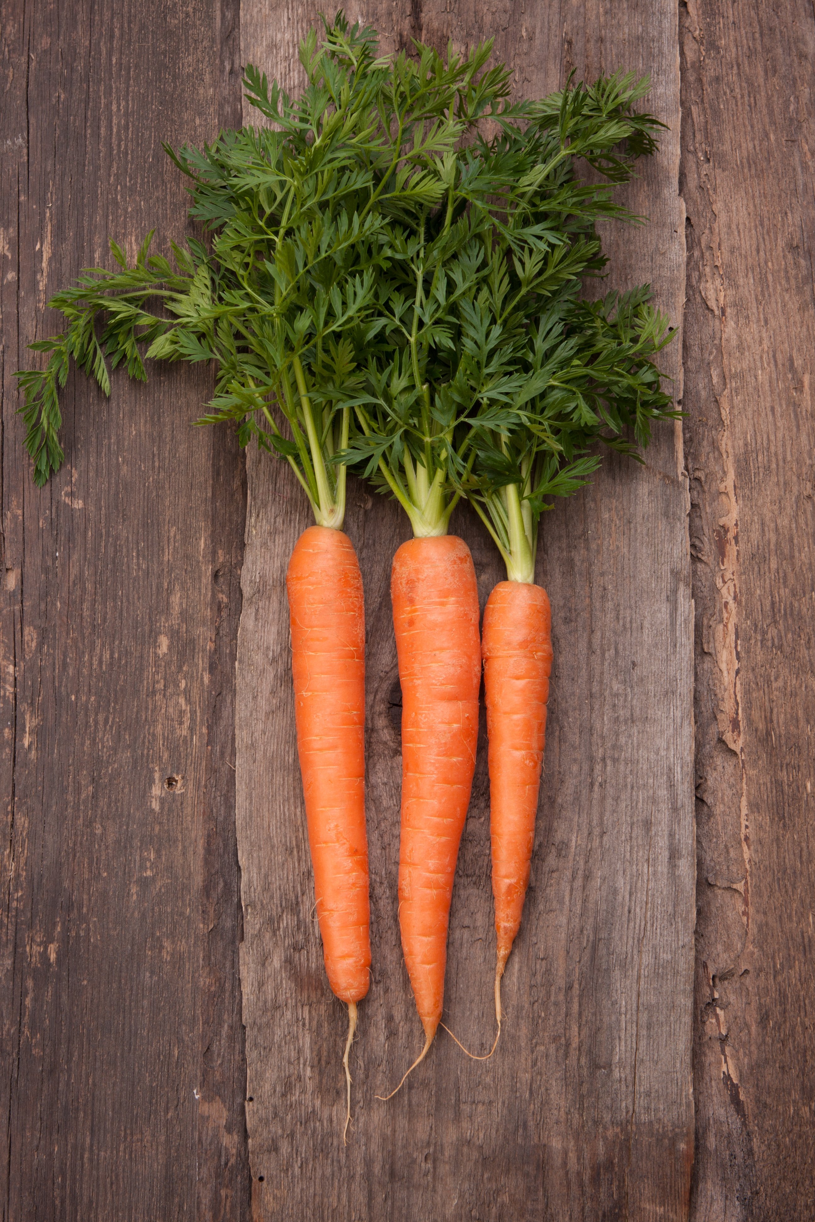 fresh-carrot-bunch-on-grungy-wooden-background-2023-11-27-05-07-41-utc