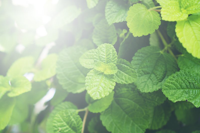 green-herbs-leaf-2023-11-27-05-16-42-utc