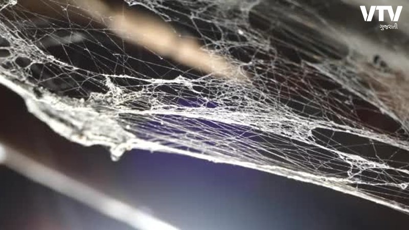 spider-web-2